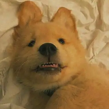 哈士奇头像高清搞笑图片微信狗狗头像大全