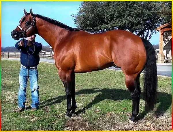 为什么马儿也要保持身材