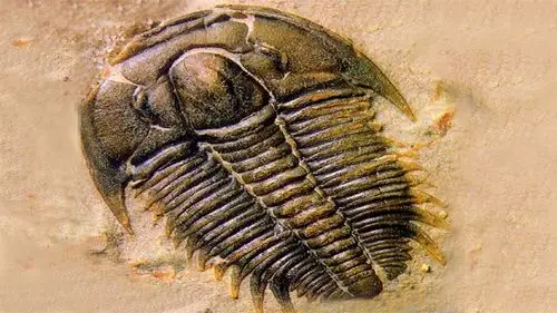 三叶虫长什么样