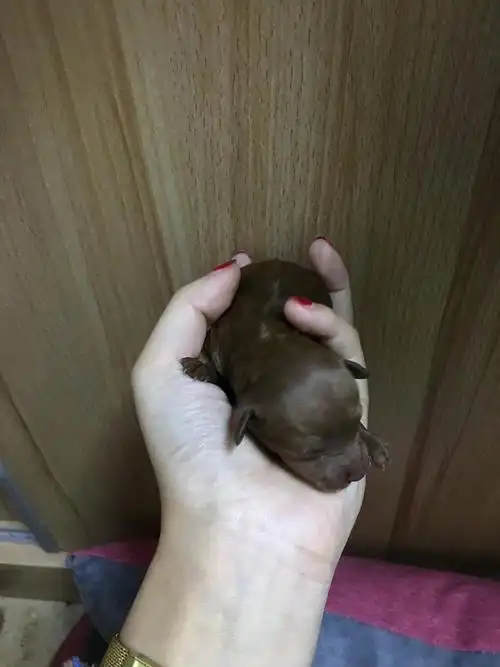 微型泰迪幼犬寻靠谱爱他的小主(11月8日出生)