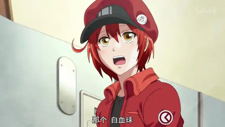 工作细胞红细胞