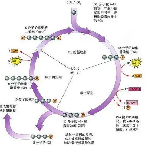 光合作用的暗反应疑问