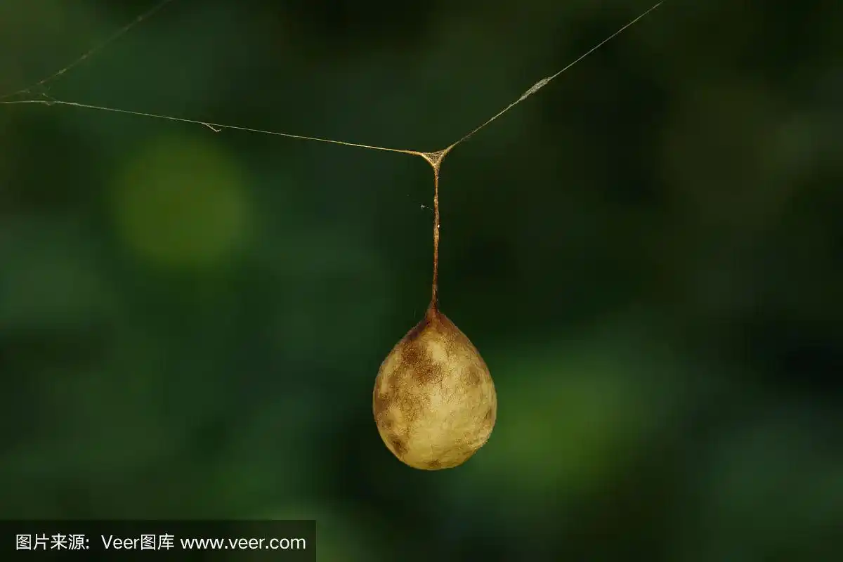 蜘蛛卵的自然背景图像.昆虫的动物.