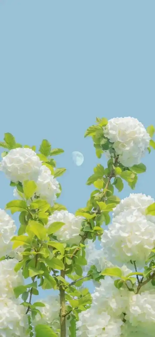 本文关键词:夏日 唯美,夏日清新风景图片,治愈系风景图片小清新,夏天