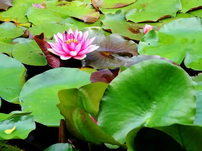 为什么佛菩萨都坐在莲花上面呢?