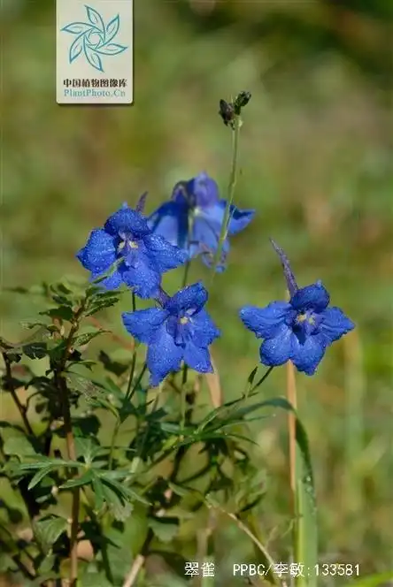 p>翠雀(学名: i>delphinium grandiflorum  /i>l.