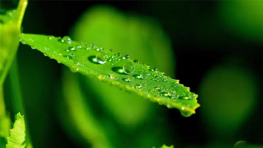 绿叶上的露珠护眼高清桌面壁纸