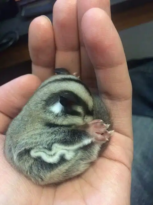 蜜袋鼯颜色不同价格是不一样的,一只普通的蜜袋鼯市场价价格在八百