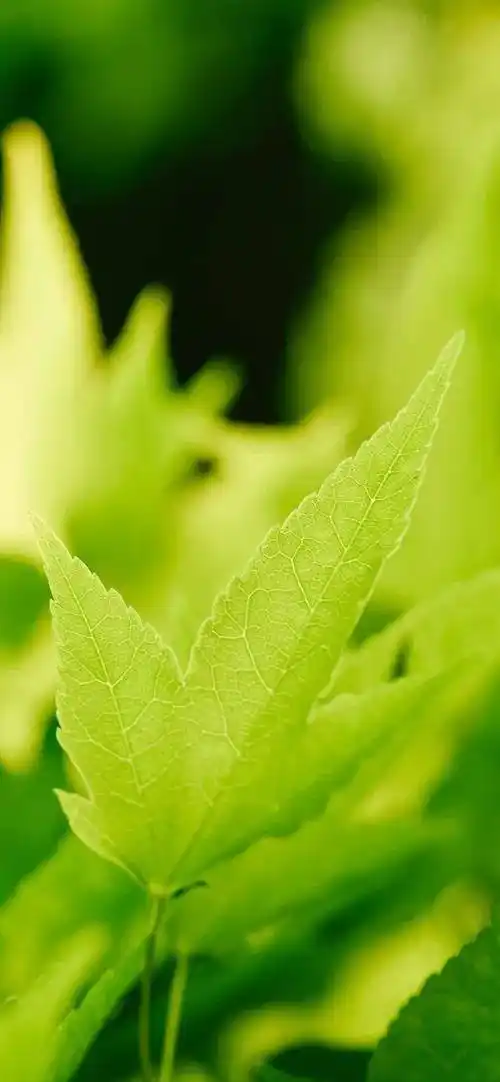 壁纸护眼绿色壁纸