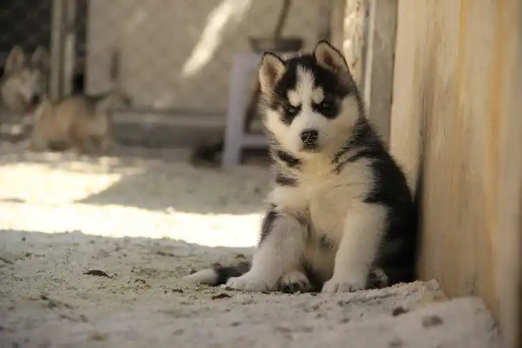 【图】家养哈士奇幼犬 可视频 可送货 实物拍摄 - 张家湾宠物狗 - 北