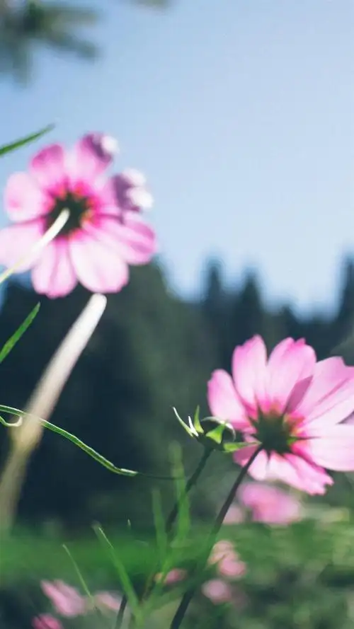 清新格桑花锁屏,高清图片,手机锁屏桌面-壁纸族