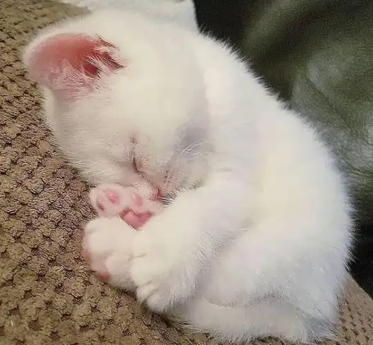 67治愈系精灵小奶猫20张图萌翻啦还有铲屎官为奶猫做安全椅