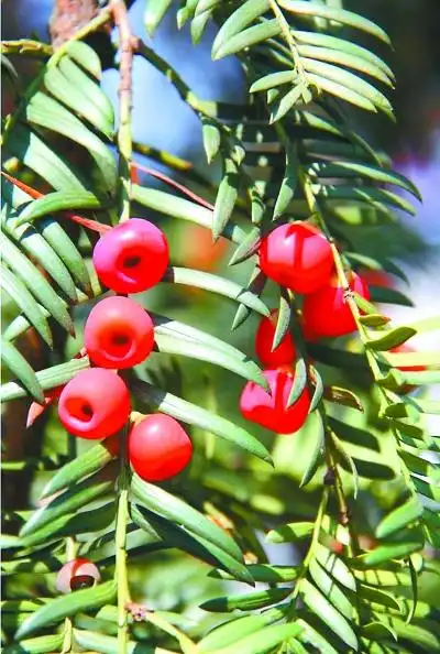 一株红豆杉的产业富民路径(组图)