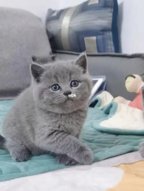 英短小奶猫