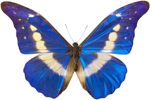 蓝色蝴蝶图片-梦幻精美蓝色蝴蝶图片设计素材免费下载_懒人图库