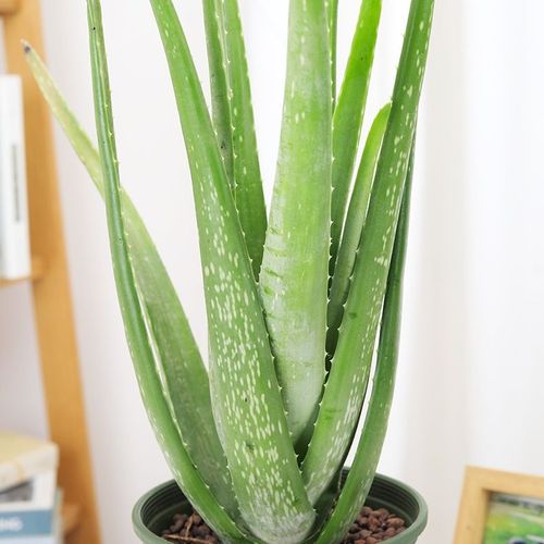 芦荟盆栽植物库拉索美容芦荟盆栽可食用可美容祛痘绿植花芦荟苗