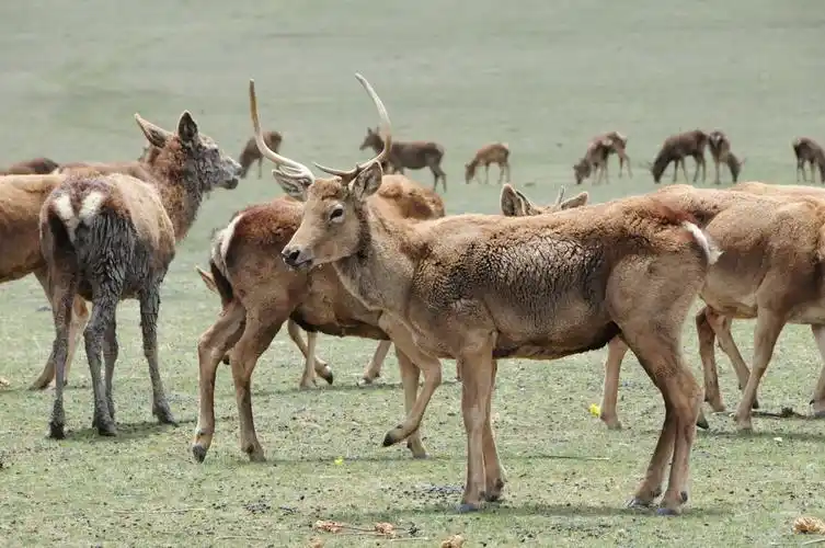 西藏类乌齐县境内藏马鹿种群恢复到8000余头