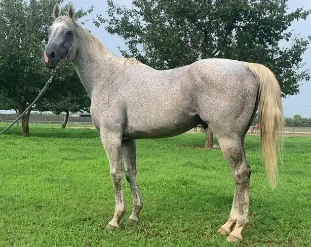 中国马主联盟专栏丨32匹认证种公马之"金精兽"