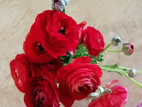 漂亮的花毛茛花非常吸引人