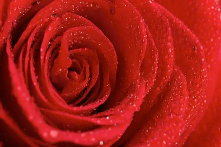 红玫瑰特写图片素材(图片id:468454)_-玫瑰花图片-花的图片-图片素材