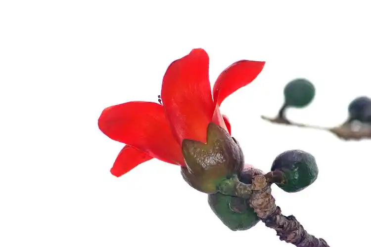 木棉花开一一奇花烂漫集