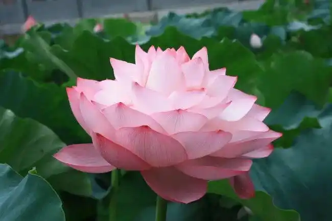 佛教珍品观赏莲花千瓣莲