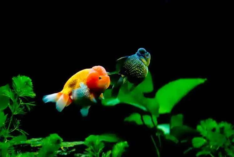 灵动小金鱼宽屏壁纸_简单的小金鱼