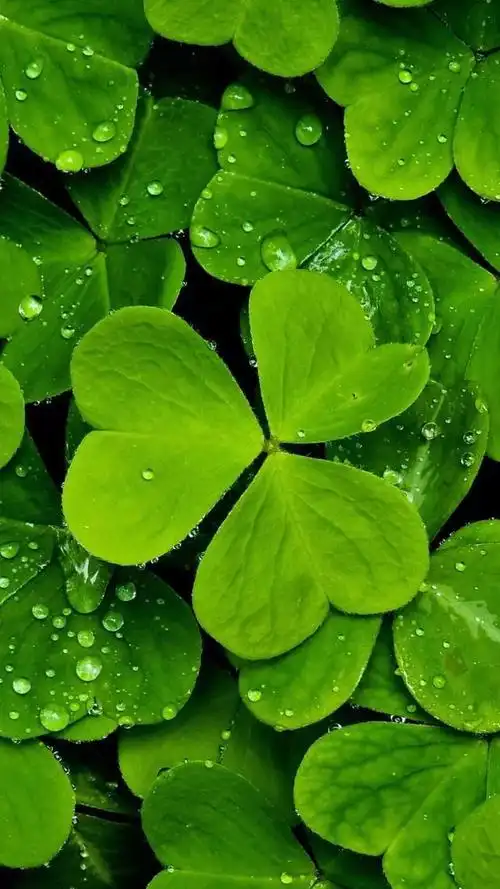 精美护眼(绿色)手机壁纸52张