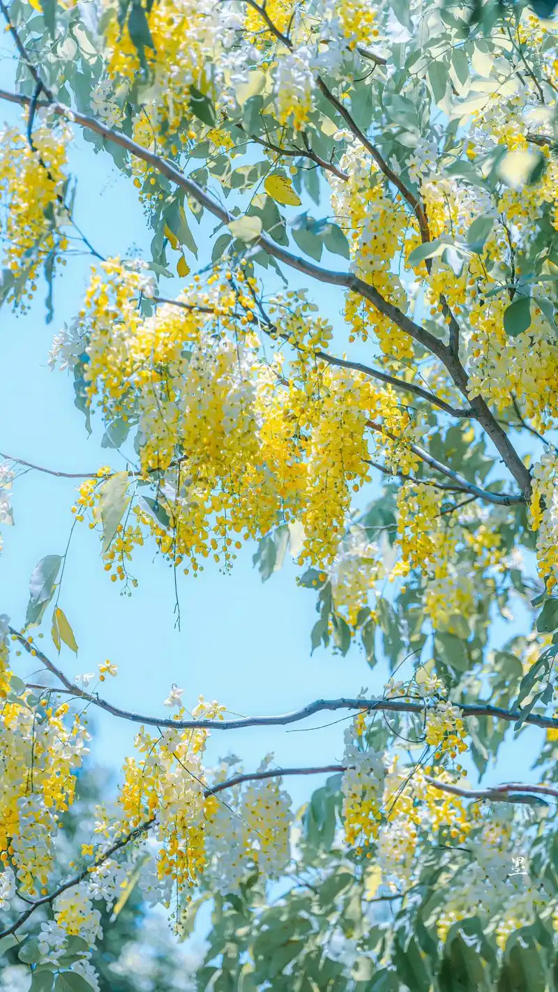 孟浩然,一首初秋诗,凉风露水,淡雅安宁,走入一季静美的秋