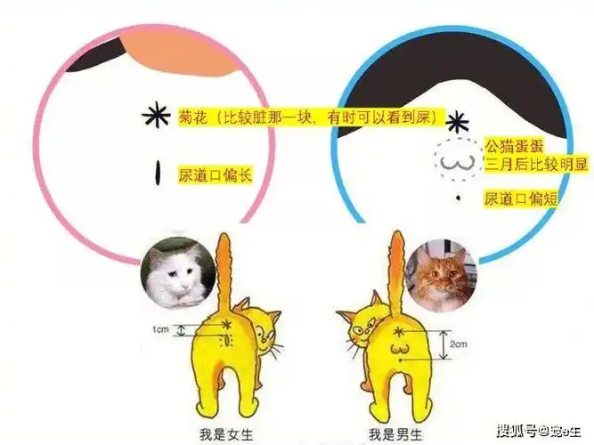 如何分辨猫的公母