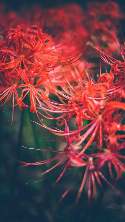 彼岸花唯美花卉植物高清手机壁纸图片