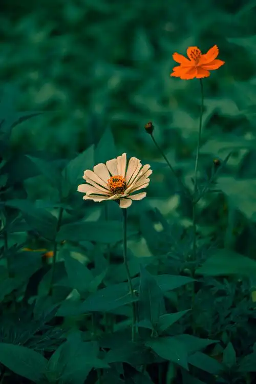 800_1200竖版 竖屏