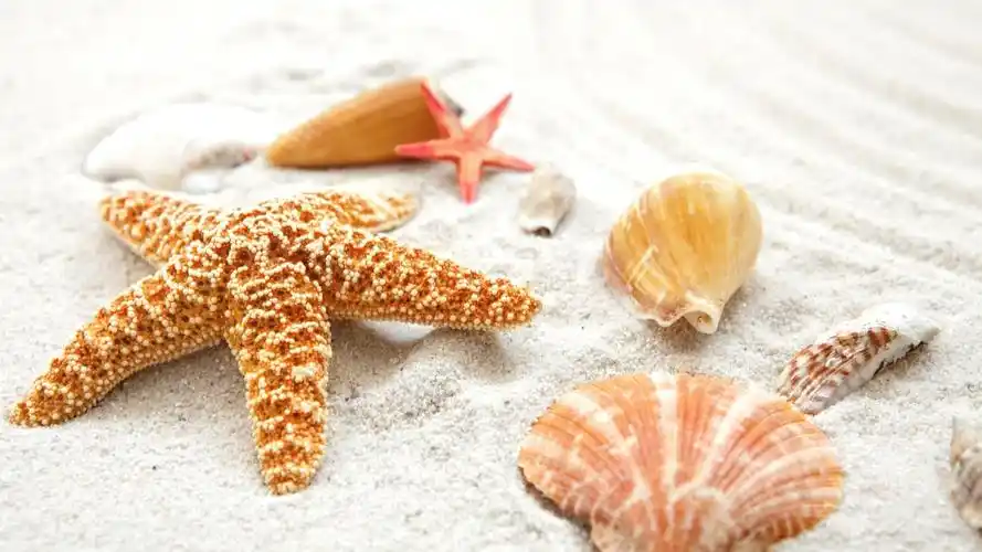 壁纸天堂,海岸,贝壳,蓝色,海,海滩,海,沙,沙滩,海滩,贝壳,夏天,海星