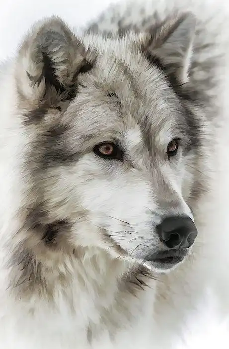 有没有适合做壁纸的霸气动物图