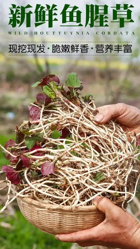 各种鱼腥草分享鱼腥草图片鱼腥 - 抖音