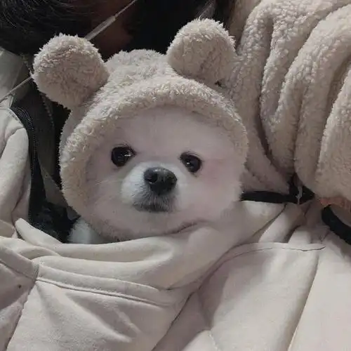 头像:可爱的小狗狗