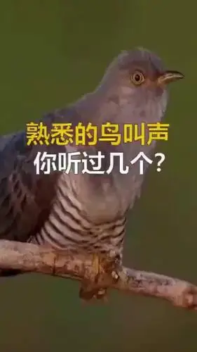 这些鸟叫声,你分得清是哪一种鸟吗?