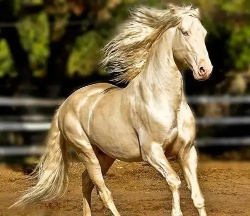 乱弹awsl动物中的吴彦祖和赵四