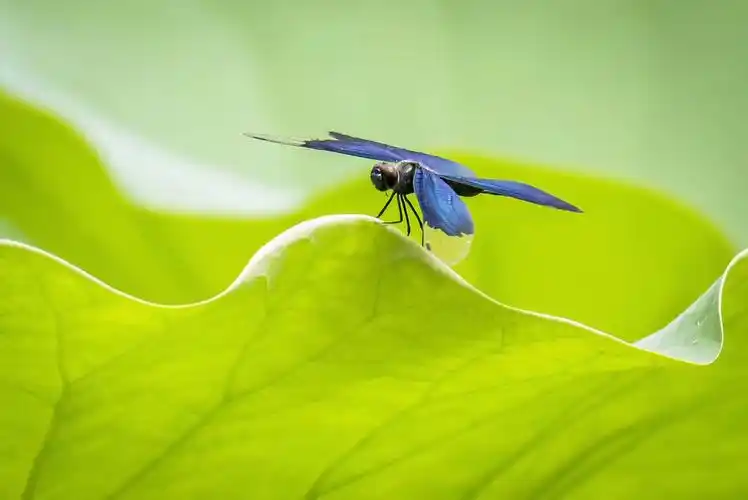 荷花池飞舞的蜻蜓