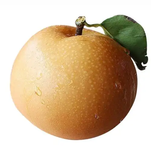 砀山圆黄梨小秋月梨应季水果爆甜非丰水秋月果园直发精选大果 10斤大