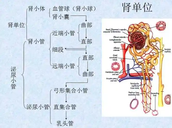 人体结构与功能-泌尿器.ppt