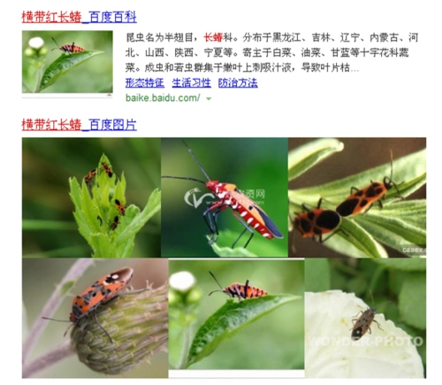 中文学名 横带红长蝽