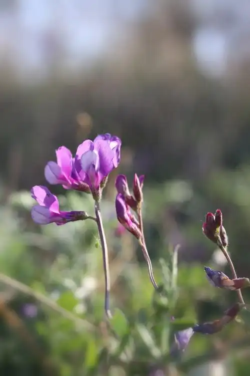 大花野豌豆一二年生缠绕或匍匐伏草本植物高可达50厘米茎有棱多分枝