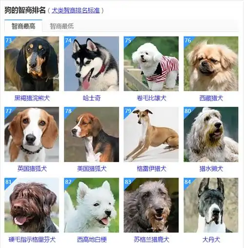 狗狗智商排名_智商最低的狗狗排名_狗狗智商排名澳洲梗