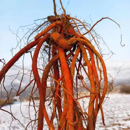 现挖新鲜野生丹参条整棵中药材紫丹参血参根丹参1斤装 2斤鲜丹参