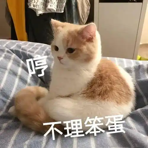 情侣万能聊天表情包老子的爱收好