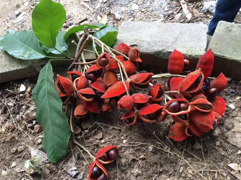 孕妇凤眼果能吃吗?