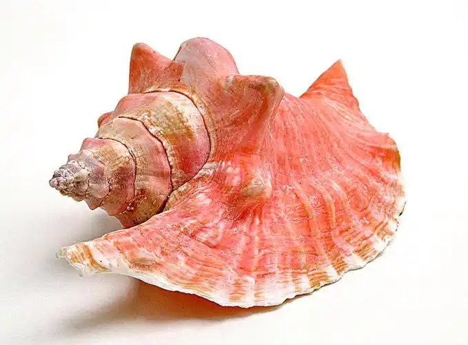 海螺壳,粉色,白色背景,背景_高清图片_全景视觉