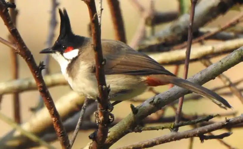 头上有尖的腮红小鸟-红耳鹎合集