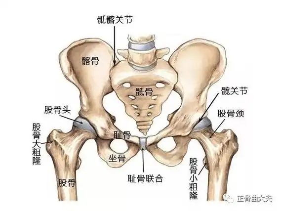 骨盆人体运动的核心却有上百种坏法